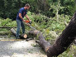 Best Tree Risk Assessment  in Cherry Grove, OH